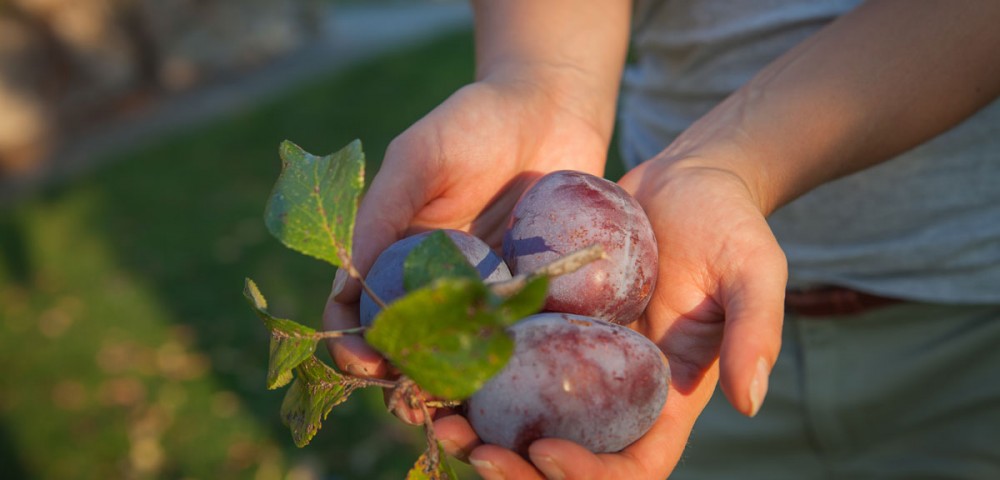 Unsere landwirtschaftlichen Erzeugnisse